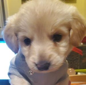 Meet your Posher, Yee ying